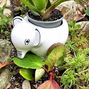Pode incluir: Um vaso de cerâmica branco em forma de elefante com uma planta suculenta verde crescendo dentro. O vaso está sentado em uma cama de cobertura morta marrom e pequenas pedras brancas.