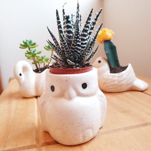 Puede incluir: Tres macetas de cerámica blanca con forma de búhos y un pájaro, cada una con una planta suculenta diferente. Las macetas con forma de búho tienen ojos negros y un acabado blanco moteado.