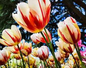 Weiße und rote Tulpen oben