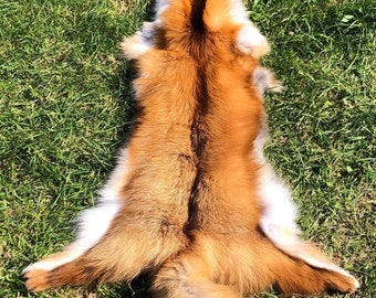 North American Red Fox Hide, Ethically Sourced Fox Leather, Furs for Altars, Fox Fur for Pagan Rites, Barbarian Viking Shoulder Mantle Fur