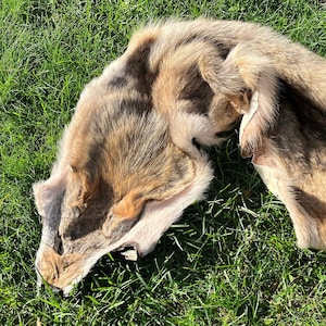 アメリカンコヨーテの毛皮、ナチュラルカラーの動物の毛皮、本物のコヨーテの毛皮、毛皮の装飾、農家の装飾、コスプレ衣装の毛皮、本物の動物の皮