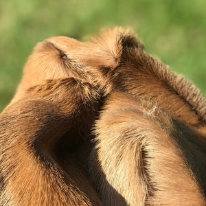 May include: Close-up of a brown and white cow's fur. The fur is soft and fluffy, and the cow's ears are visible in the background.