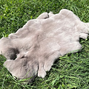 May include: A light gray fur pelt laid out on a bed of green grass.