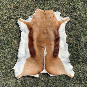 May include: A brown and white animal hide rug with a distinctive pattern. The hide is laid out flat on a green grassy surface.