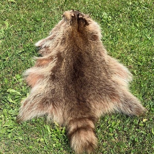 本物の北米産アライグマの毛皮。長くて柔らかい黒の縞模様の尾。本物の天然色の毛皮。日焼けした動物の皮。装飾用のアライグマの皮。ひざ掛け用。