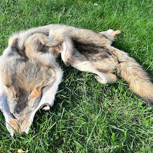 Véritable peau de chacal, Peau d'animal sauvage, Fourrure d'animal de chasse, Vraie peau de coyote, Peau de coyote de couleur naturelle, Peau d'animal, Fourrure brune, Queue de coyote