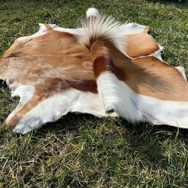 Springbok Pelt, XL Size Deer Skin, Genuine Natural Springbok Fur, Real Springbok, Real Antelope Skin , Springbok Carpet and Rugs, Deer Fur.