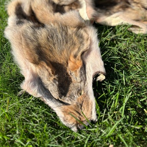 Luxury Animal Hide, Soft Coyote Fur, Natural Coyote Pelt, Genuine Animal Skin, Man Cave Decor, Wild Animal Hide, Coyote Tail, Natural Fur