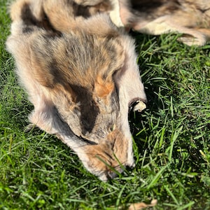 RARE fourrure de coyote, peau de coyote naturelle, manteau d'épaule de viking, tenue de soldat barbare, décoration de fourrure douce et inodore, accessoire de rituel païen