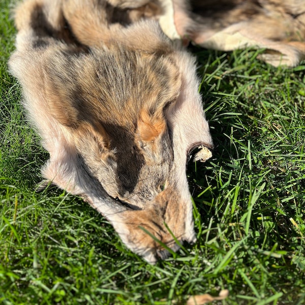 RARE Coyote Fur, Natural Coyote Pelt, Viking Shoulder Mantle, Barbarian Soldier Outfit, Soft Odorless Fur Decoration, Pagan Ritual Accessory