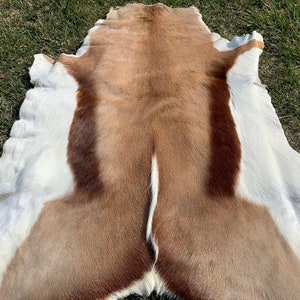 May include: A brown and white animal hide with a white stripe down the center. The hide is laid out on a bed of green grass.