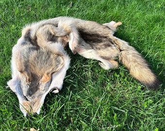 Genuine Jackal Hide, Wild Animal Hide, Hunting Animal Fur, Real Coyote Hide, Natural Color Coyote Pelt, Animal Hide, Brown Fur, Coyote Tail