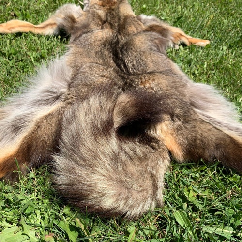 Wild Coyote Pelt Natural Colored Coyote Fur Genuine Wild Etsy