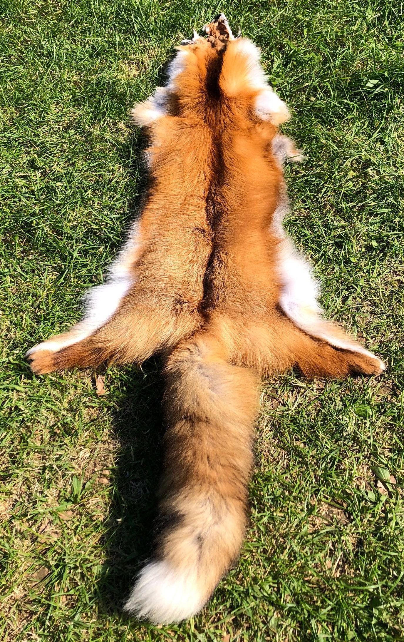 高品質の第一級レッドフォックス毛皮、本物の野生のフォックス