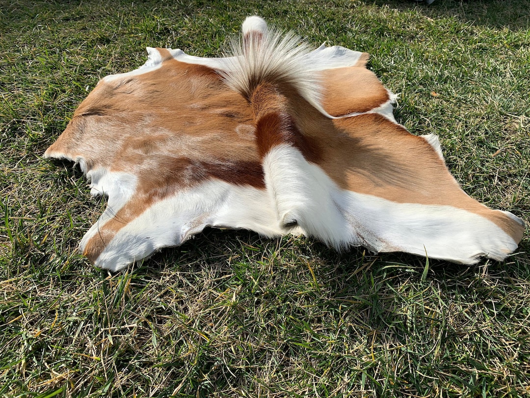 Springbok Pelt, XL Size Deer Skin, Genuine Natural Springbok Fur, Real ...