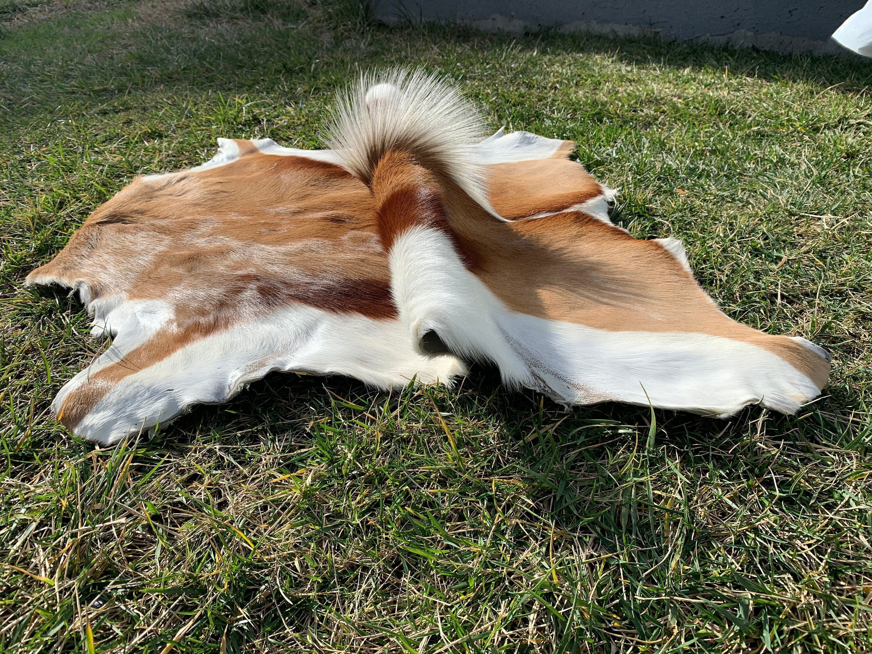 Real Animal Skin - Etsy Real Animal Skin - Etsy