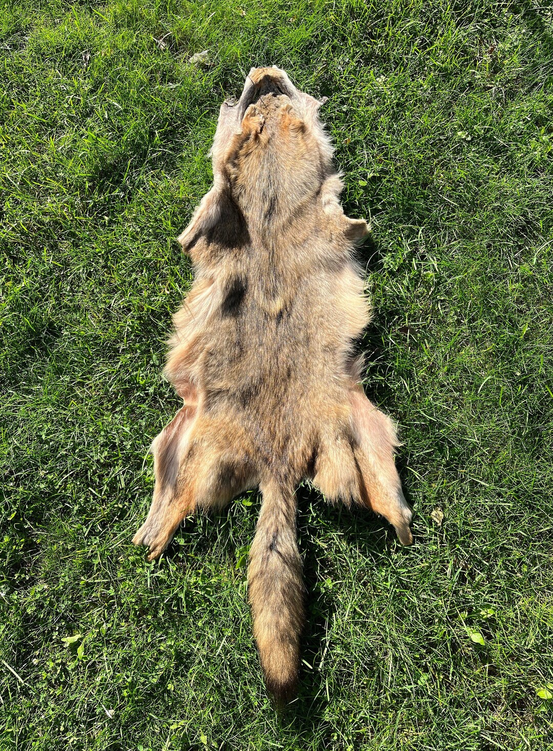 Extraordinary Coyote Pelt Natural Colored Coyote Fur Genuine Wild