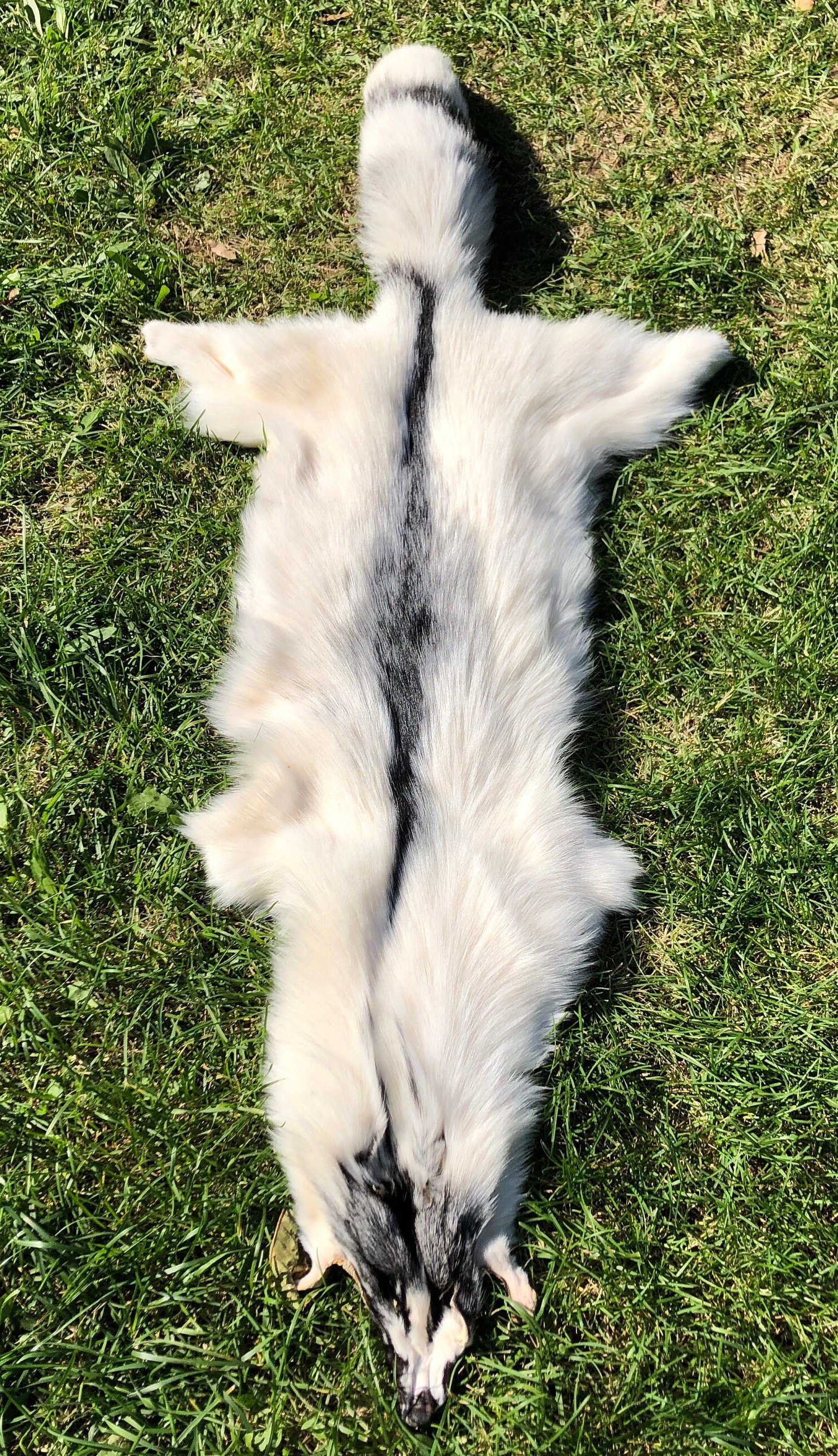 Black Striped White Arctic Fox, Altar Fur for Pagan Rites, Sacred Fox ...