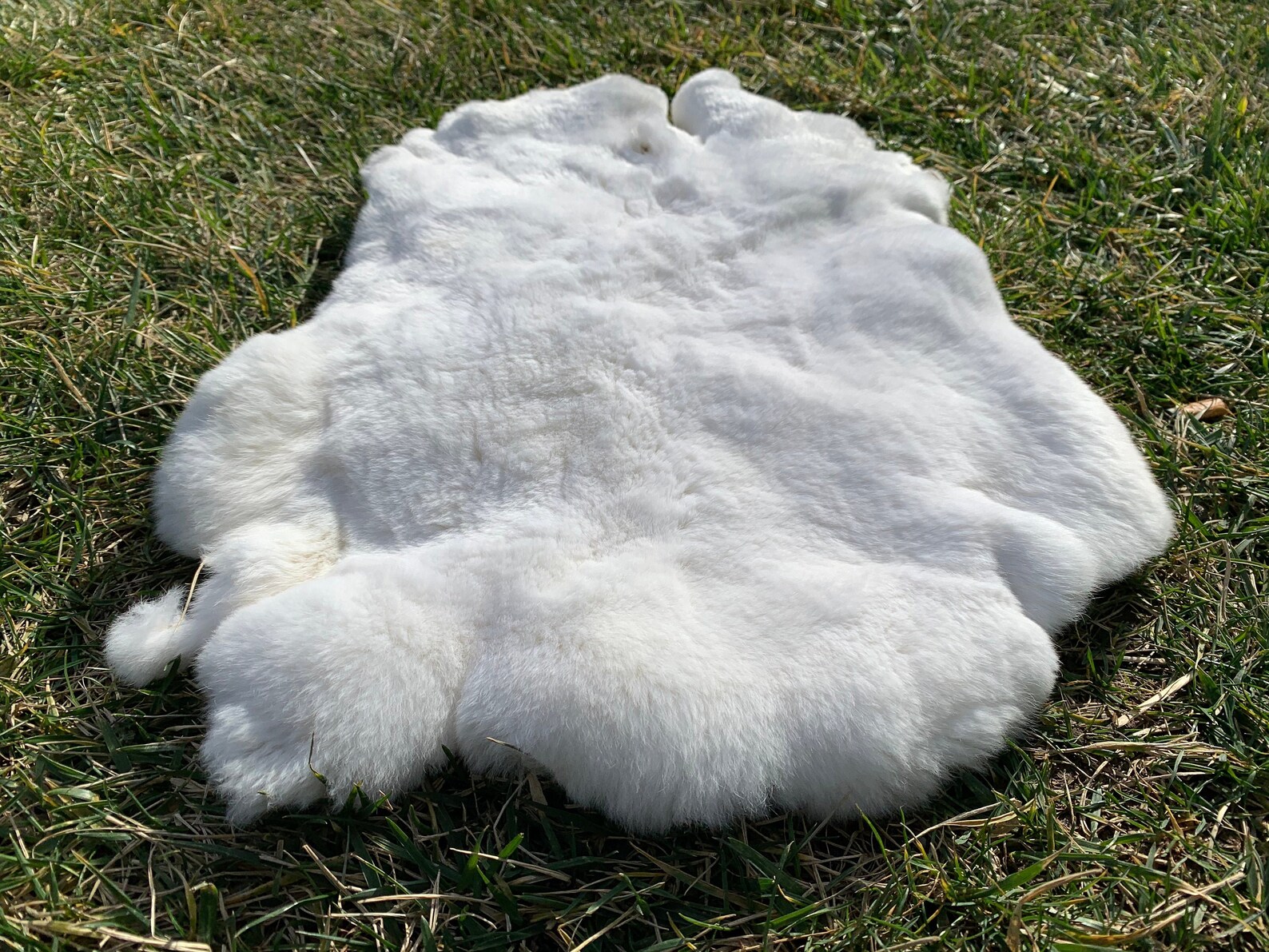 Piel de conejo blanco natural piel de conejo Rex de gran Etsy