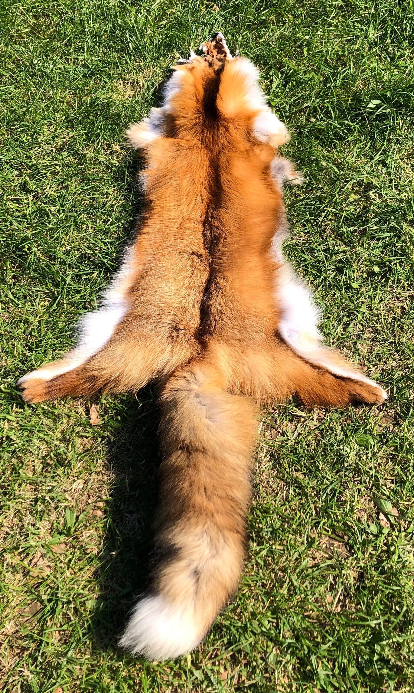 高級感満載 裏地ンの毛 本物のキツネ毛皮の襟 羊革メンズレザージャケット スリム本革コート サイズ選択可 WP66 メンズ コート 毛皮 メンズFOXファーコート 38103-90 毛皮