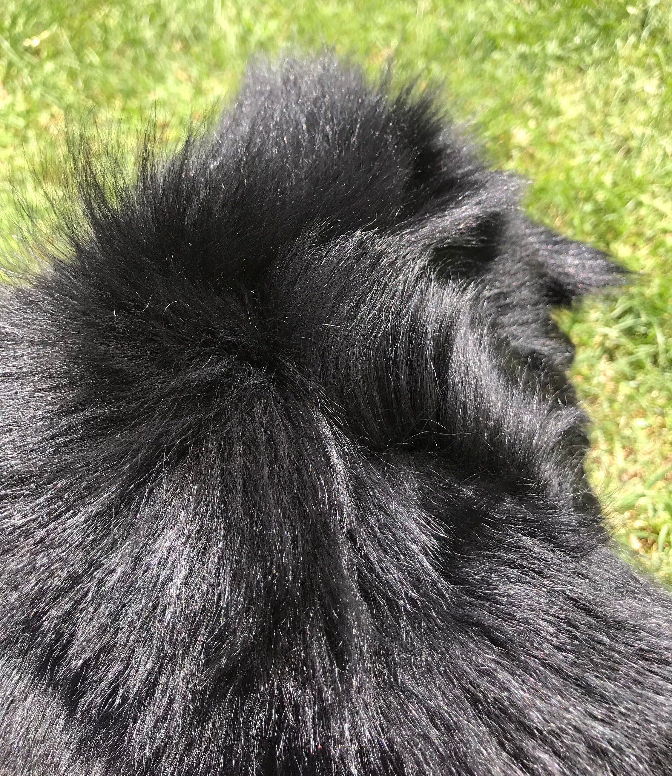 what color hides dog hair