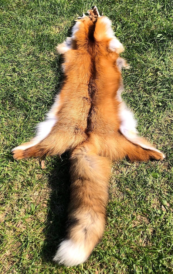 北米産アカギツネの皮、倫理的に調達されたキツネ革、祭壇用の毛皮