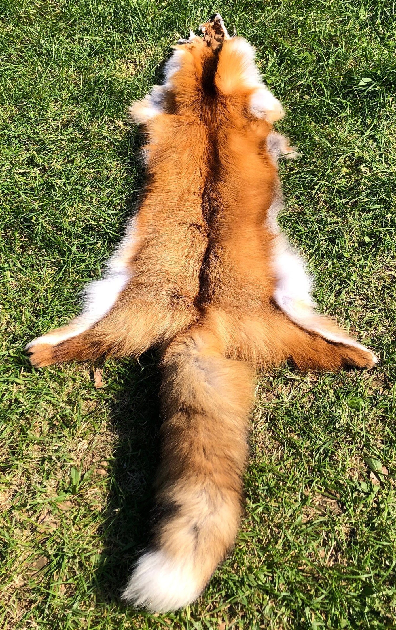 北米産アカギツネの皮、倫理的に調達されたキツネ革、祭壇用の毛皮