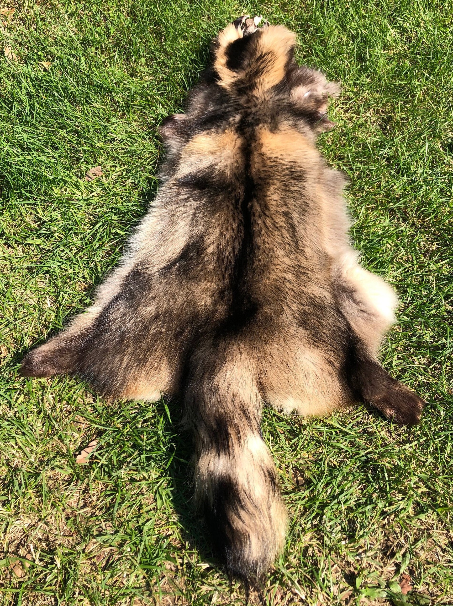 Scandinavian Raccoon Fur Animal Hide for Vikings Finnish - Etsy UK Scandinavian Raccoon Fur Animal Hide for Vikings Finnish - Etsy UK