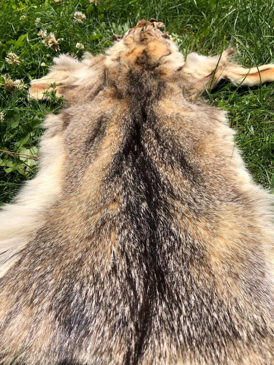 Coyote Hide Natural Color Jackal Fur Genuine Wild Animal Skin Etsy