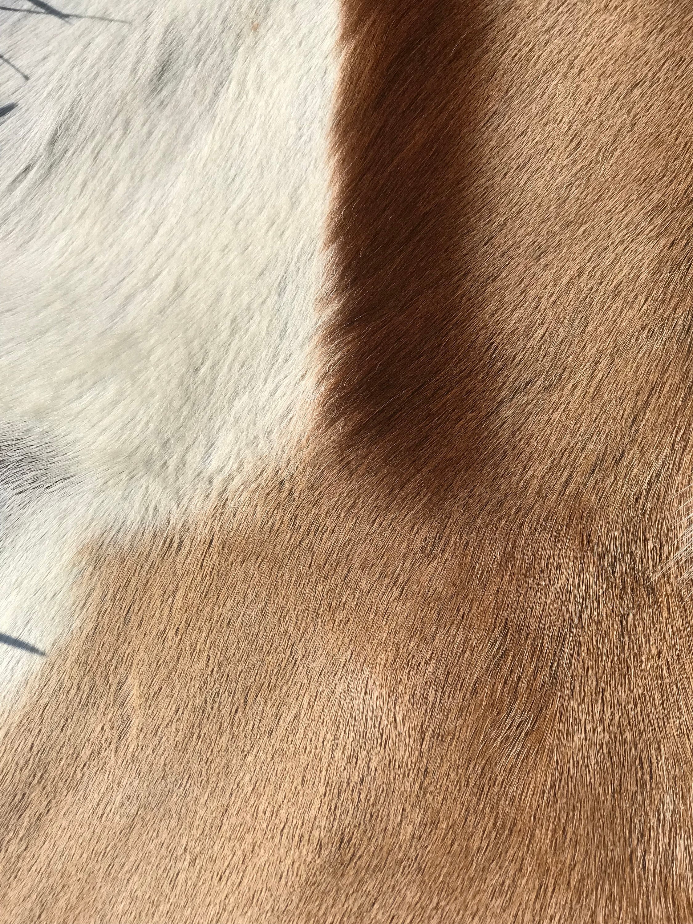 本物のスプリングボックの毛皮 - Etsy 日本