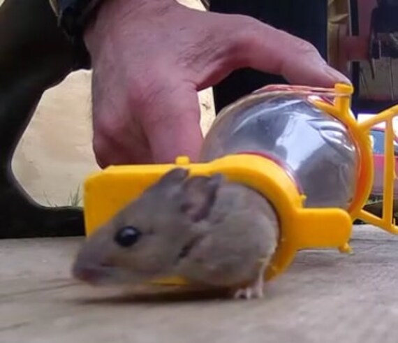 Humane Mouse Trap Catch and Release, Mice Trap No Kill for mice