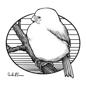 Cartes oiseaux et formes (Ensemble de 4)