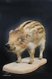 Wild boar piglet. Taxidermy real art  wild boar piglet life sizegift. 