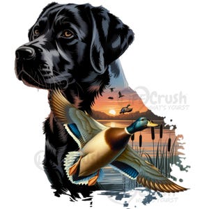 May include: A graphic design featuring a black Labrador Retriever with a sunset scene and flying ducks. The ducks are in flight over a lake with reeds. The image has a hunting or outdoors theme.