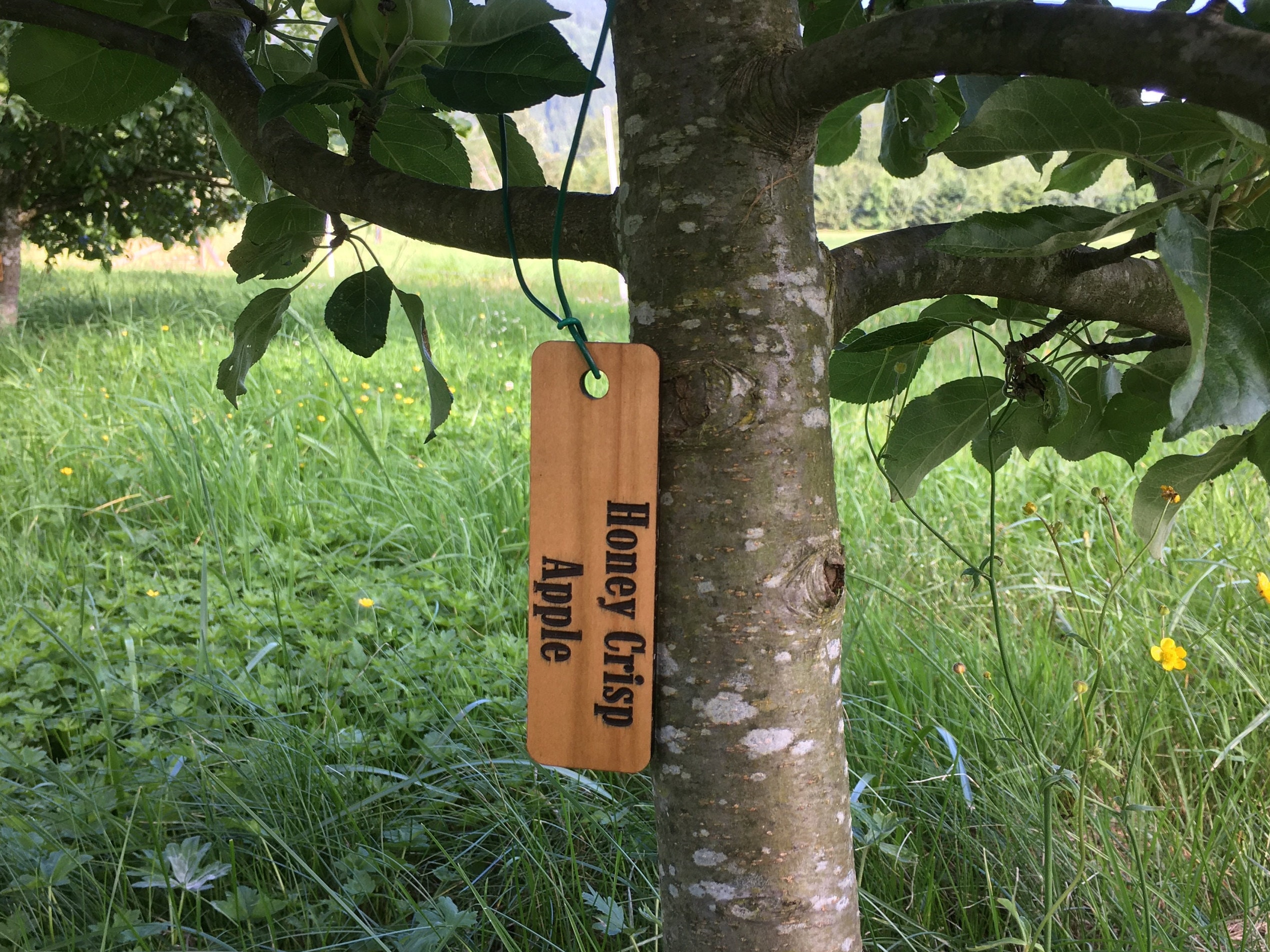 Tree Labels Etsy
