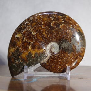 May include: A polished ammonite fossil, showcasing a spiral shape and intricate patterns. The fossil's surface displays a mix of brown, tan, and grey hues, with a glossy finish. It is mounted on a clear stand, highlighting its natural beauty.