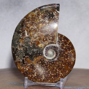 Puede incluir: Un fósil de amonita pulido con forma de espiral, que muestra intrincados patrones en tonos marrones, beige y blancos. El fósil está montado sobre un soporte transparente, revelando su detallada estructura interna y belleza natural.