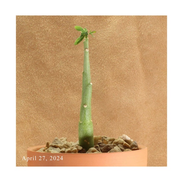 Adenia venenata Great Uncommon Desert Succulent Plant Seed Grown in Arizona  w/Caudex Indoor Outdoor Madagascar Succulent Rare Healthy