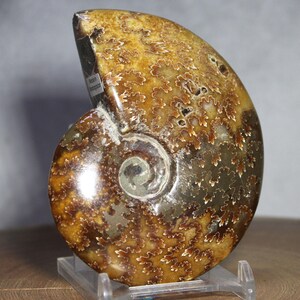 May include: A polished ammonite fossil, displaying a spiral pattern and intricate details. The fossil features shades of brown, tan, and gold, with a glossy finish. The fossil is mounted on a clear stand, highlighting its natural beauty.