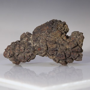 Auténtico coprolito fosilizado de excremento de tortuga de Madagascar, pieza de colección, mineral de roca, época del Eoceno, hace 35-56 millones de años.