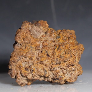 Excremento Auténtico Fósil de Coprolito de Tortuga Fosilizado de Madagascar Pieza de Colección Mineral de Roca Época del Eoceno 35-56 MYA Excrementos