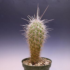 Cardon Cactus Northern Mexico Giant Healthy Plant Seed & Greenhouse Grown Pachycereus pringlei Potted 6029