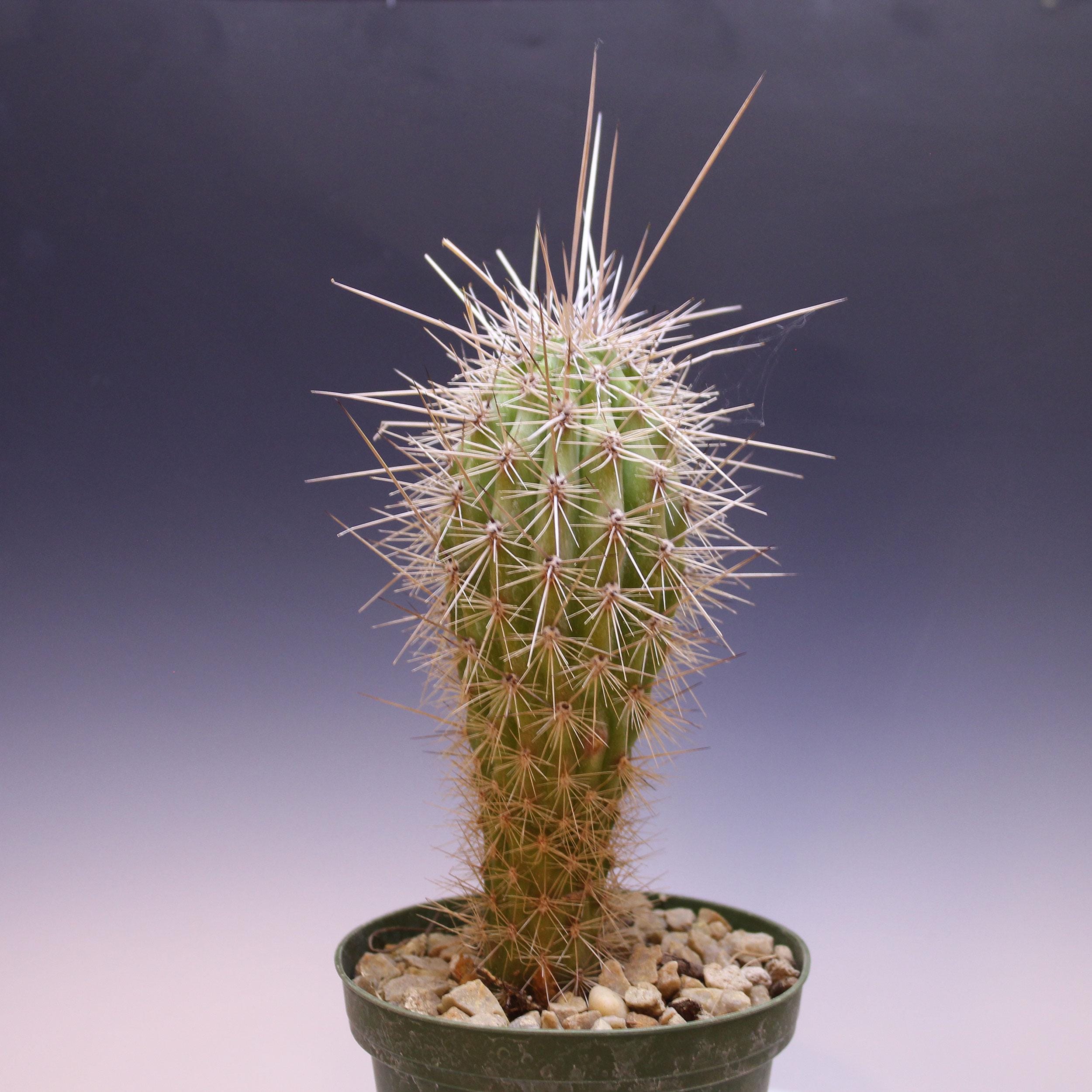 dracaena reflexa song of india kaufen Dracaena reflexa 'Song of India' main image 0