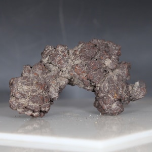 Auténtico coprolito fosilizado de excremento de tortuga de Madagascar, pieza de colección, mineral de roca, época del Eoceno, hace 35-56 millones de años.