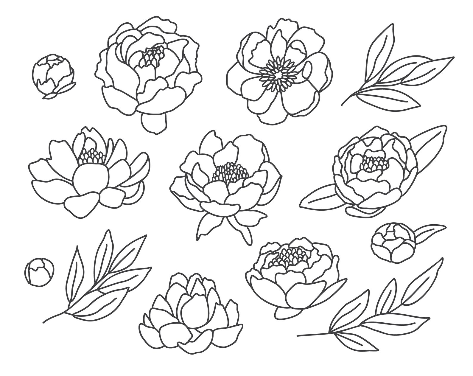 Peony Flower SVG 63+ Popular Flowers SVG Cut Free Download SVG Cut
