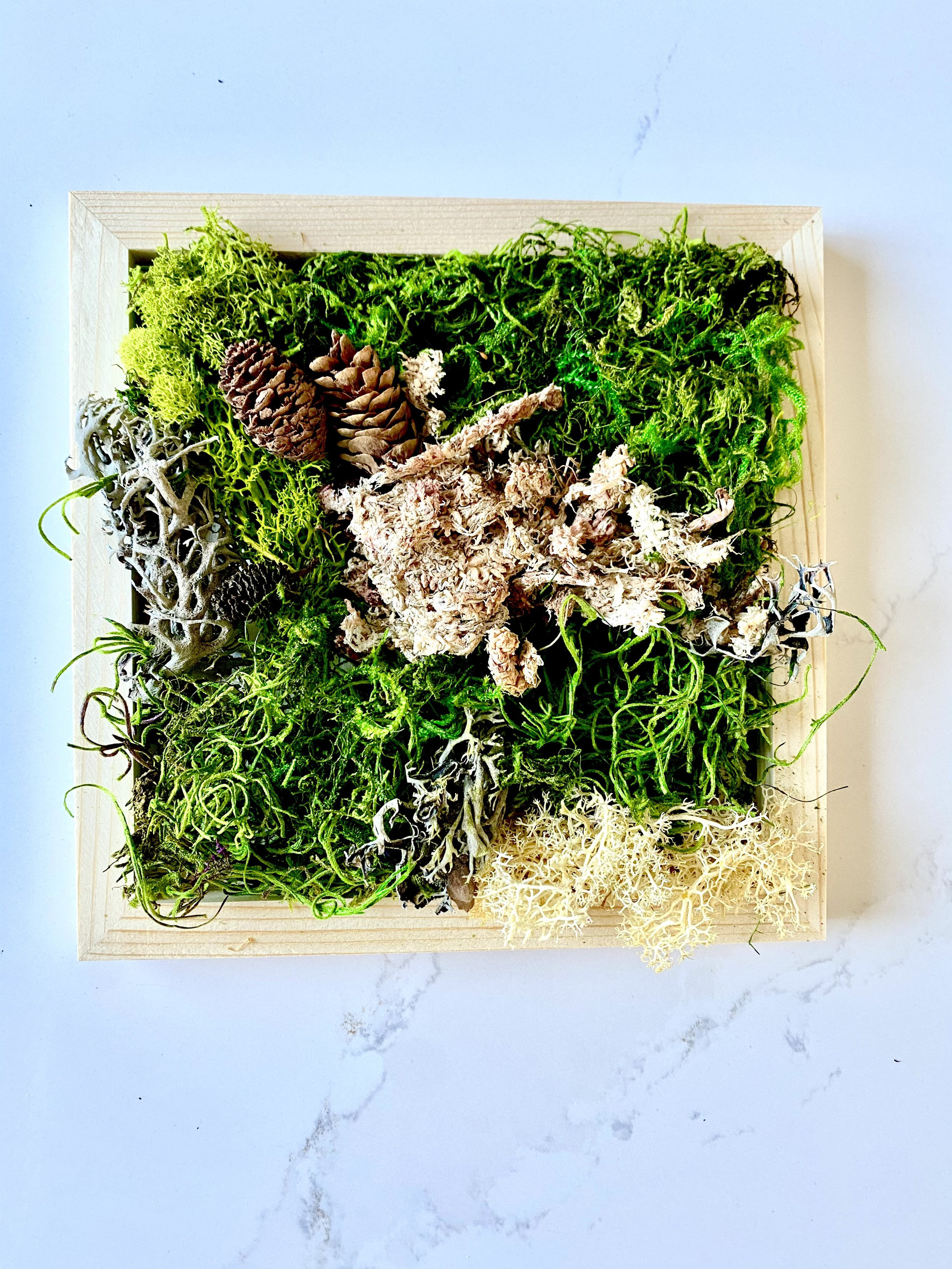 Preserved Moss Box moss wall art kit preserved moss date Etsy