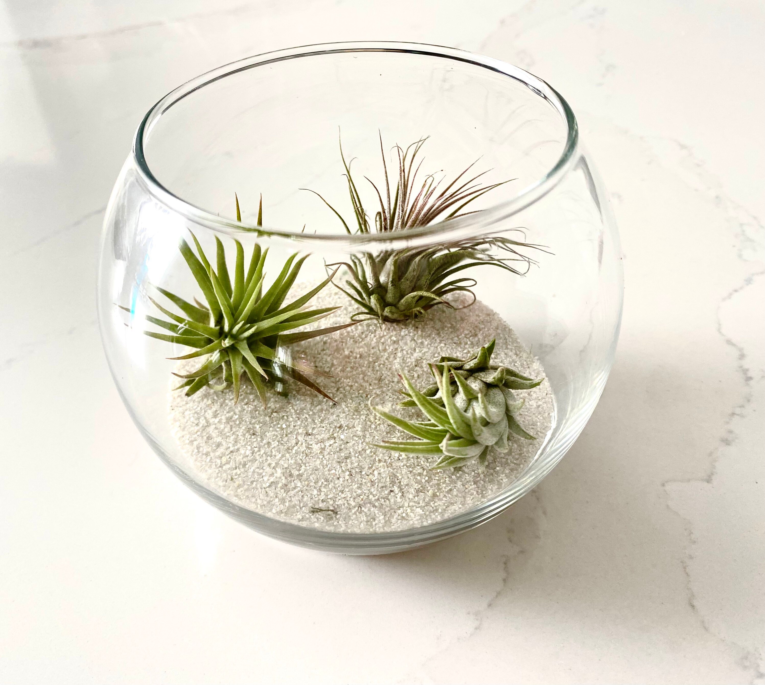 White Sand Silica Sand Terrarium Sand Terrarium Kit Sand Etsy