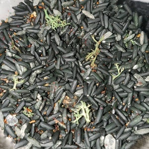 War Rice (Protection)