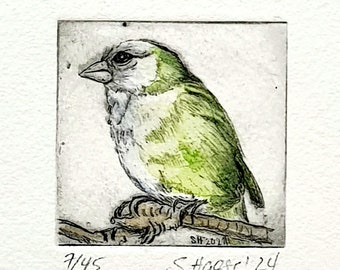 Small original etching of a coloured greenfinch including passepartout, small original Etching of a Greenfinch with Passepartout
