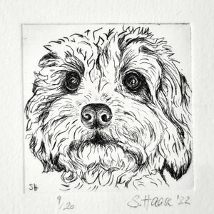 Könnte beinhalten: Schwarz-weiß-Zeichnung eines Hundekopfes. Der Hund hat lockiges Fell und schaut direkt auf den Betrachter. Die Zeichnung ist signiert mit "S.Haase '22" und nummeriert mit "9/20".